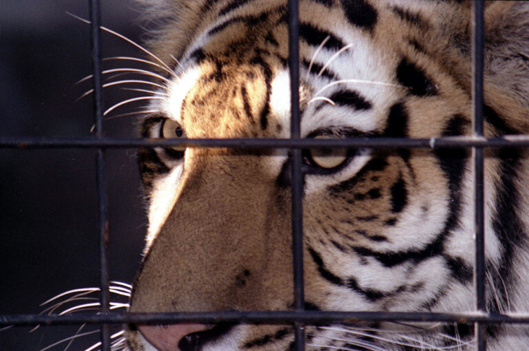 Trapped